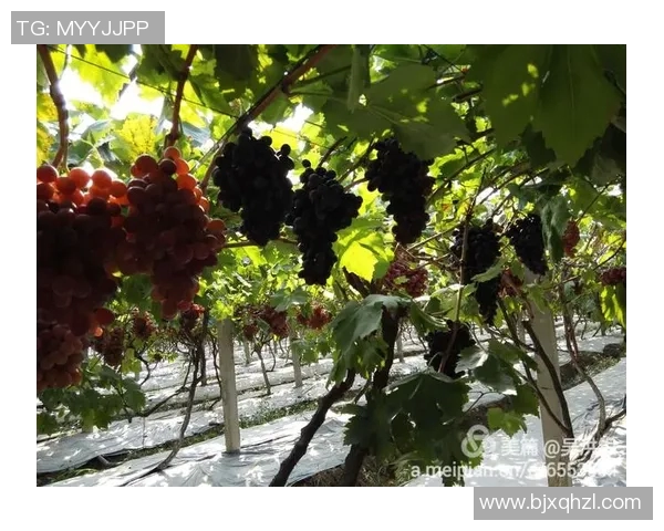 足球明星吉林媳妇的美丽瞬间全景展示与生活点滴分享